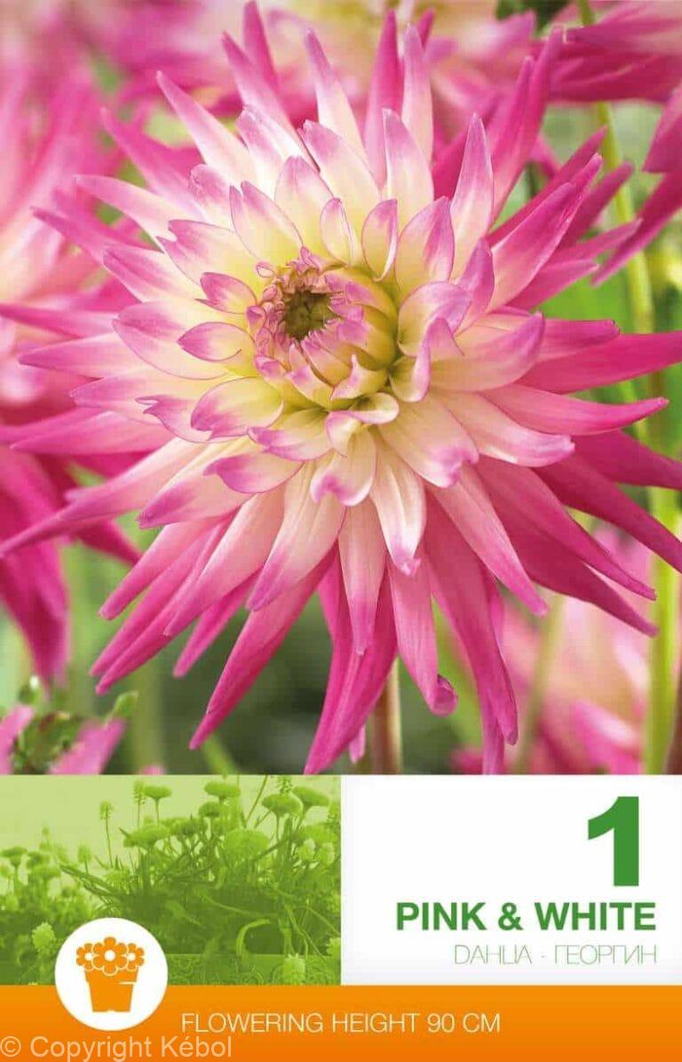 Dahlia Cactus Pink & White