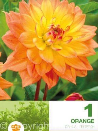 Dahlia Border Orange