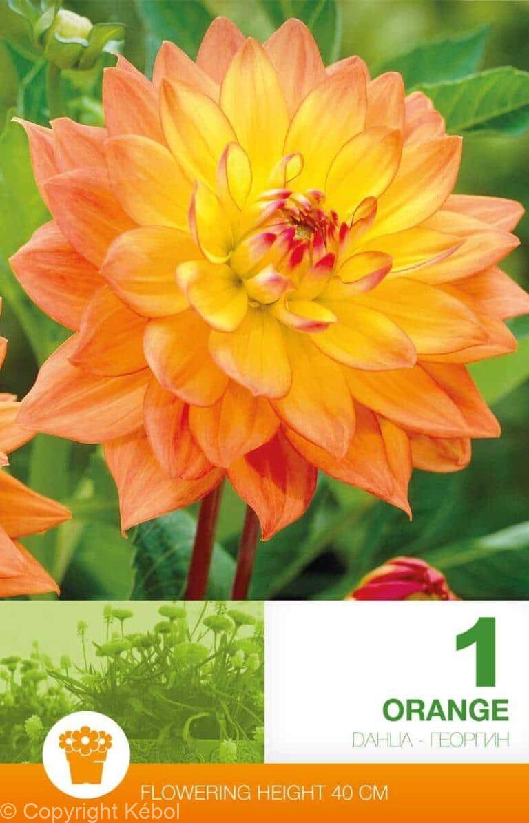 Dahlia Border Orange