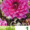Dahlia Border Pink