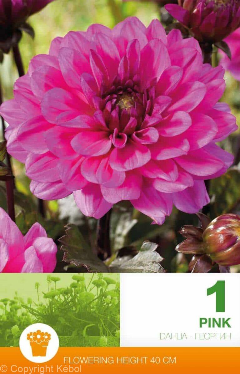 Dahlia Border Pink