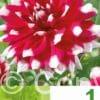 Dahlia Decorative Red & White