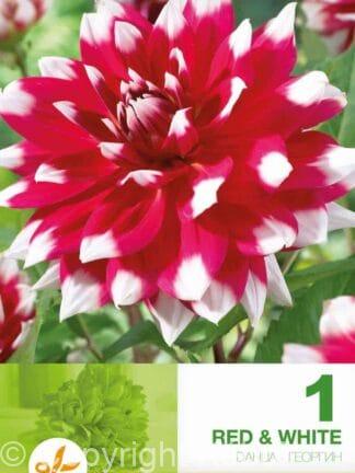 Dahlia Decorative Red & White