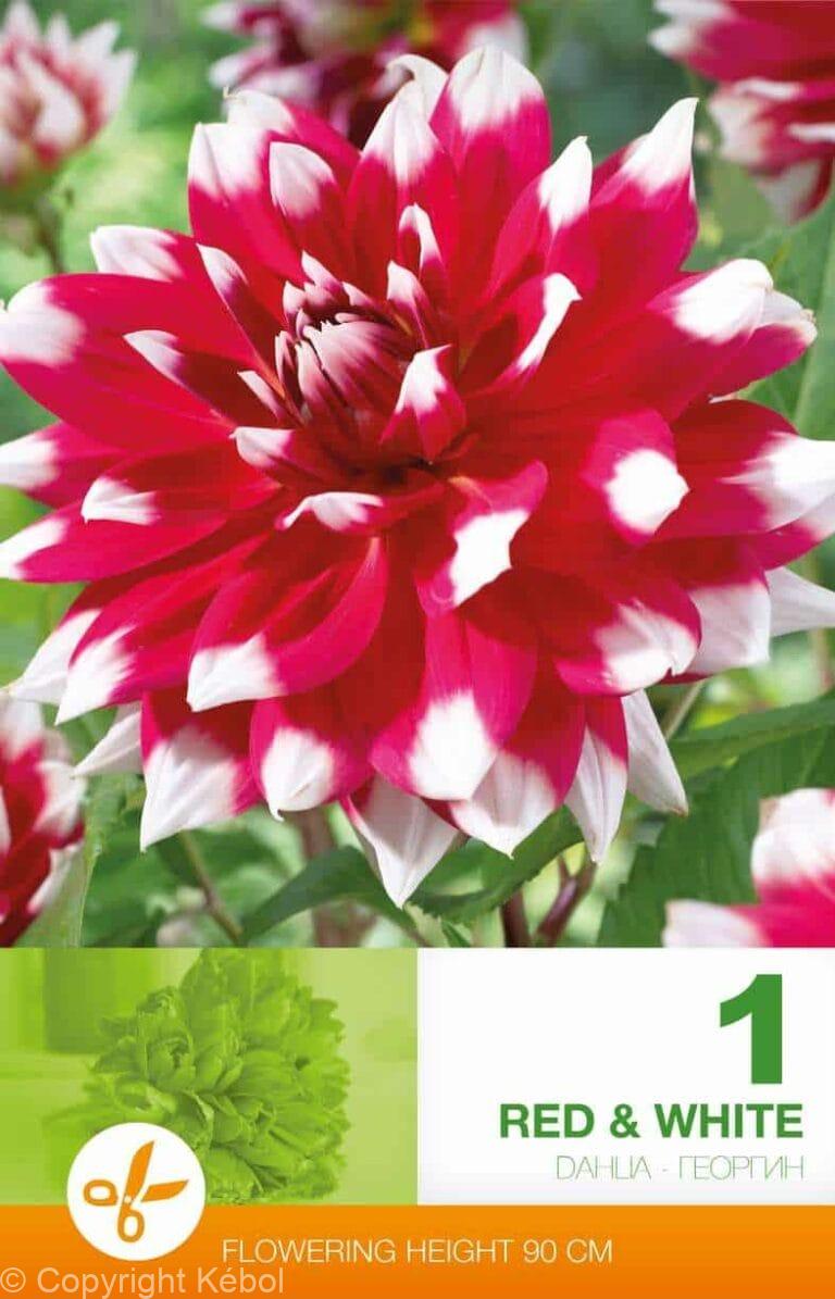 Dahlia Decorative Red & White