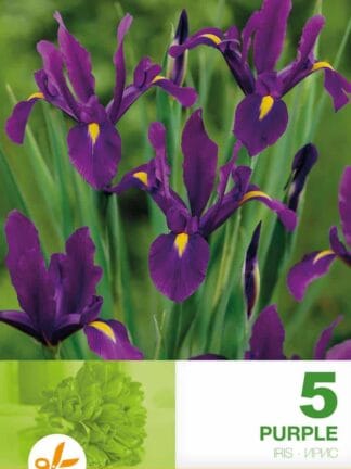 Iris Hollandica Purple