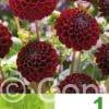 Dahlia Pompon Dark Red