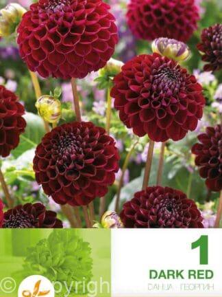 Dahlia Pompon Dark Red