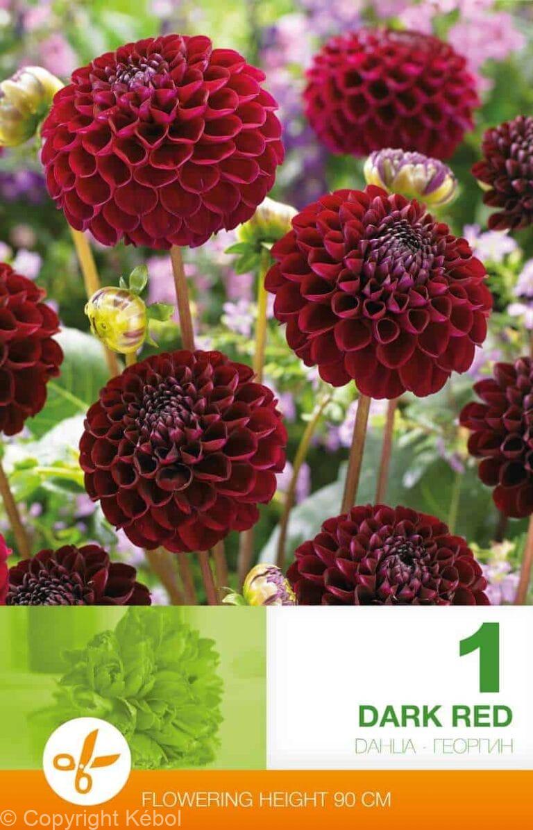 Dahlia Pompon Dark Red