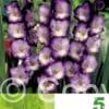Gladiolus Blue/White