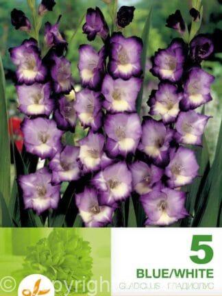 Gladiolus Blue/White