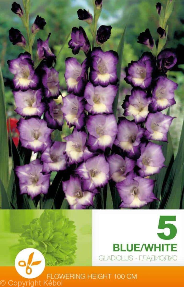 Gladiolus Blue/White