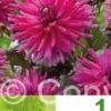 Dahlia Cactus Purple