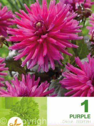 Dahlia Cactus Purple