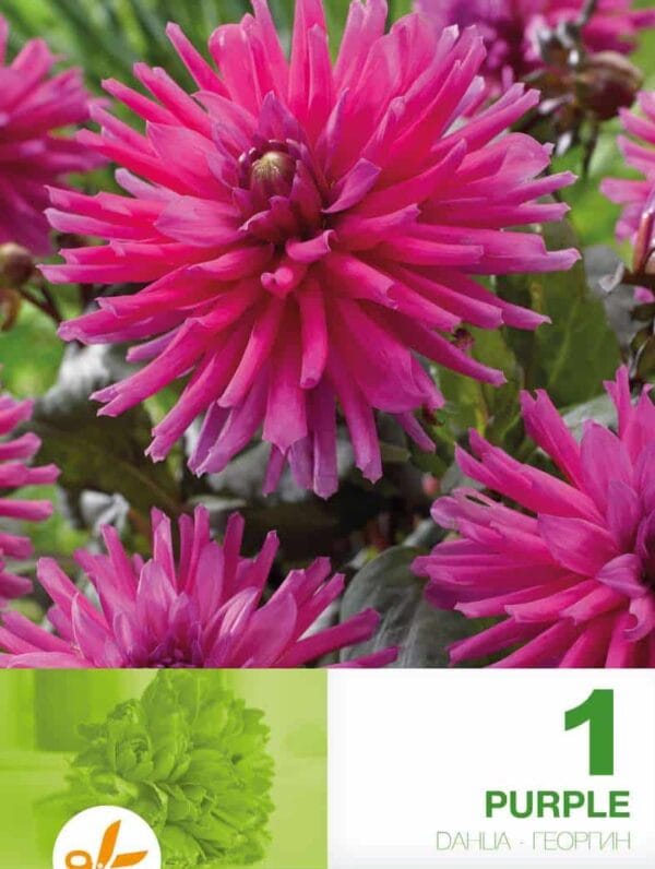 Dahlia Cactus Purple