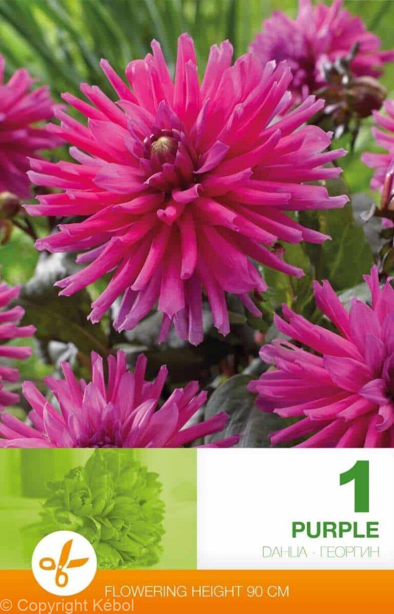 Dahlia Cactus Purple
