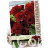 Begonia Double Dark Red