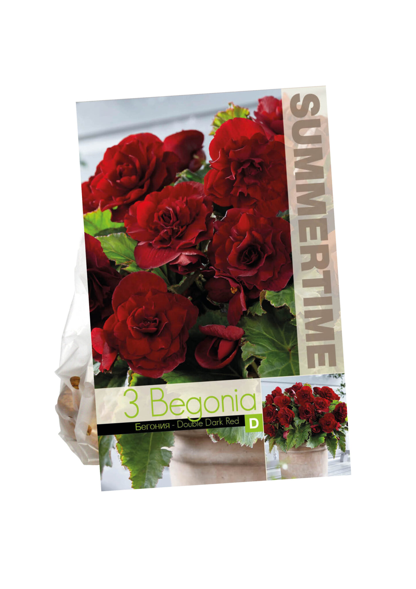 Begonia Double Dark Red