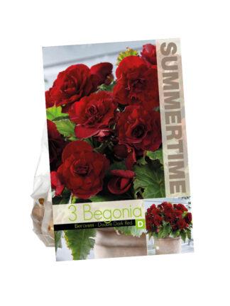 Begonia Double Dark Red