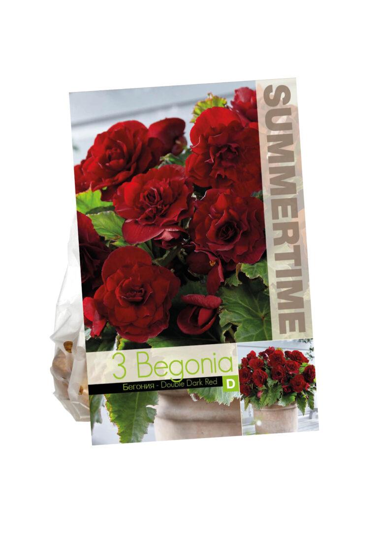 Begonia Double Dark Red