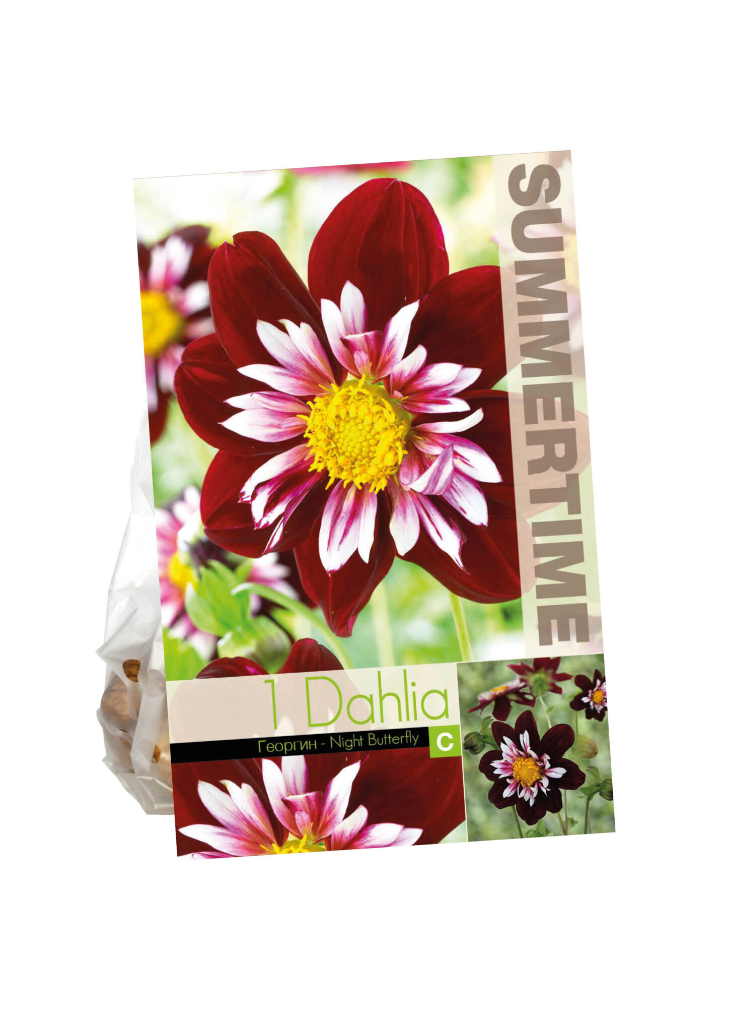 Dahlia Night Butterfly