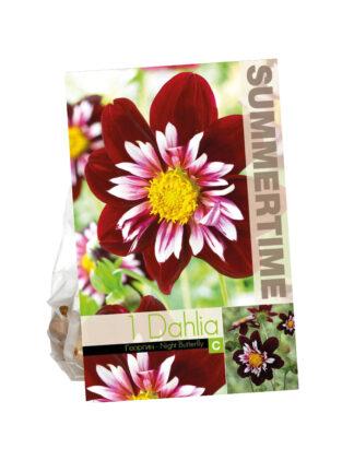 Dahlia Night Butterfly