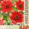 Dahlia Dahlegria