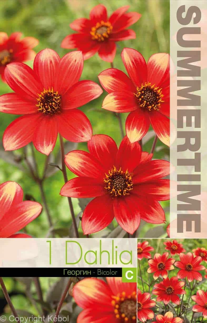 Dahlia Dahlegria