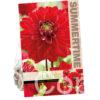Dahlia All Directions