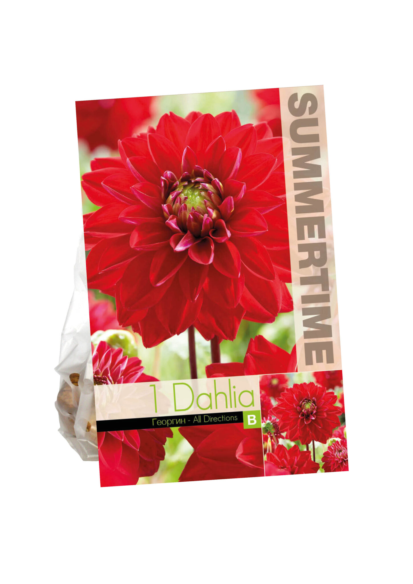Dahlia All Directions