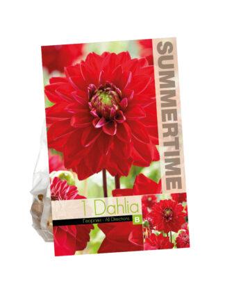 Dahlia All Directions