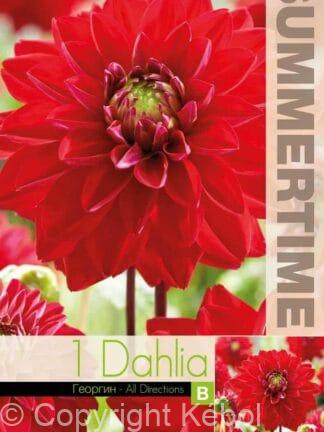 Dahlia All Directions