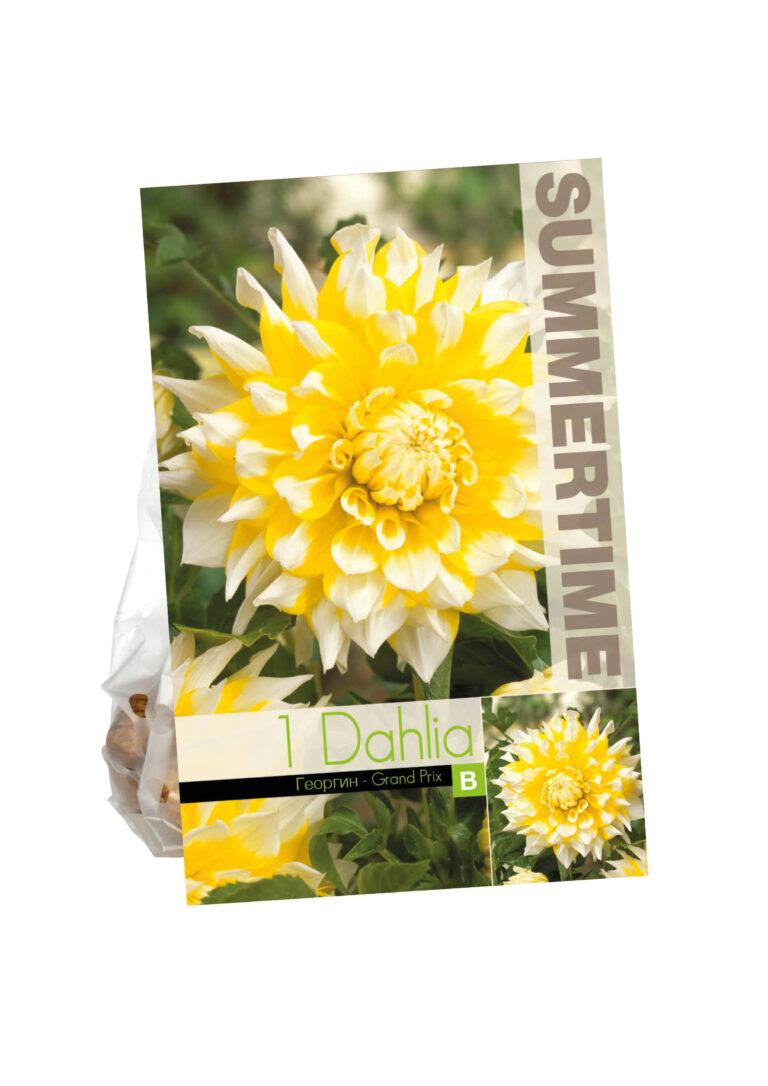 Dahlia Grand Prix