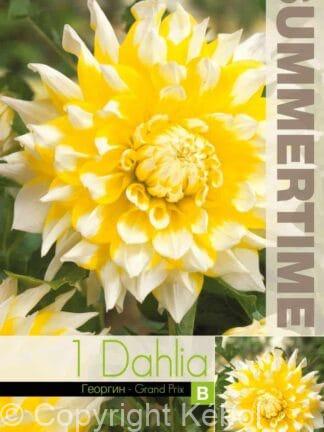 Dahlia Grand Prix