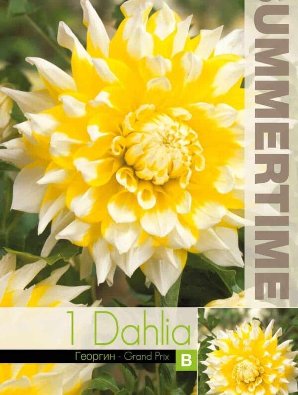 Dahlia Grand Prix