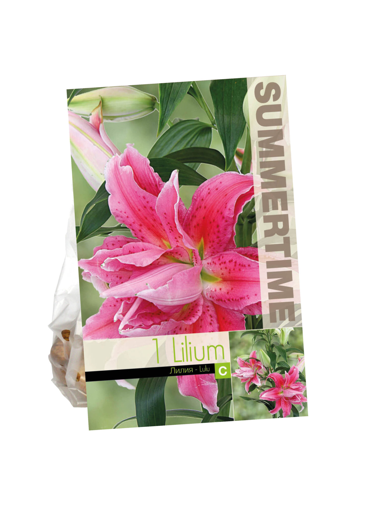 Lilium Lulu (Or)