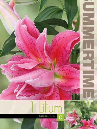 Lilium Lulu (Or)