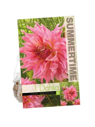 Dahlia Penhill Watermelon