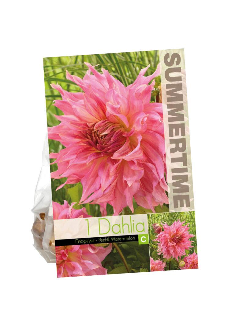 Dahlia Penhill Watermelon
