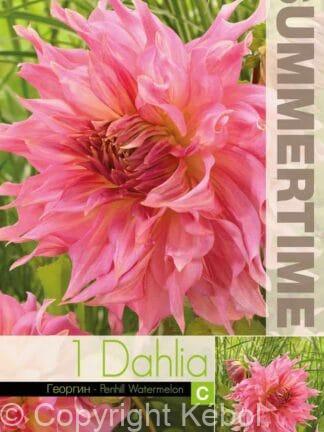 Dahlia Penhill Watermelon