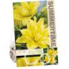 Lilium Fata Morgana (As)