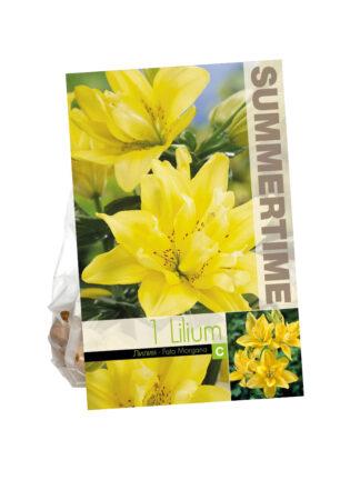 Lilium Fata Morgana (As)