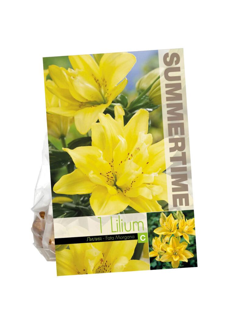 Lilium Fata Morgana (As)