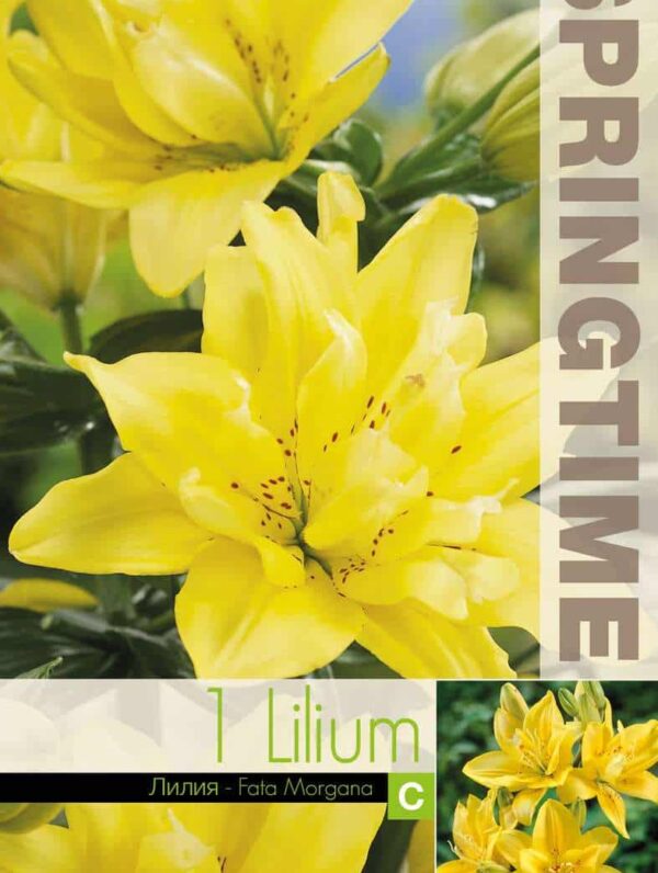 Lilium Fata Morgana