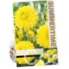 Dahlia Golden Torch