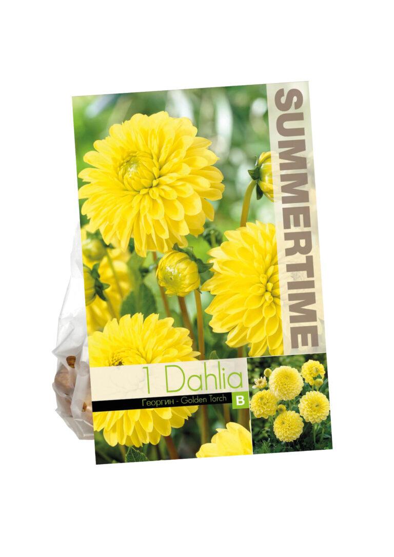 Dahlia Golden Torch