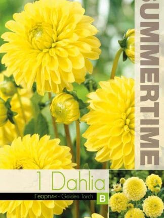 Dahlia Golden Torch