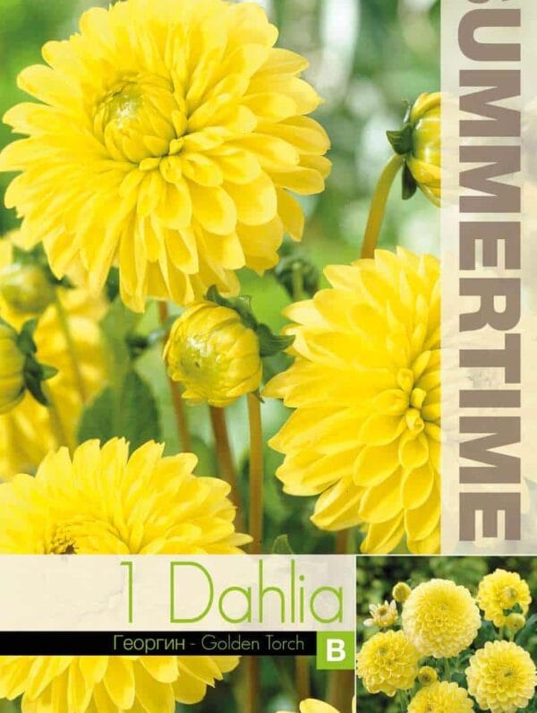 Dahlia Golden Torch