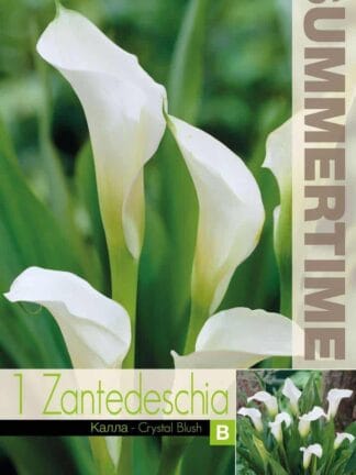 Zantedeschia Crystal Blush
