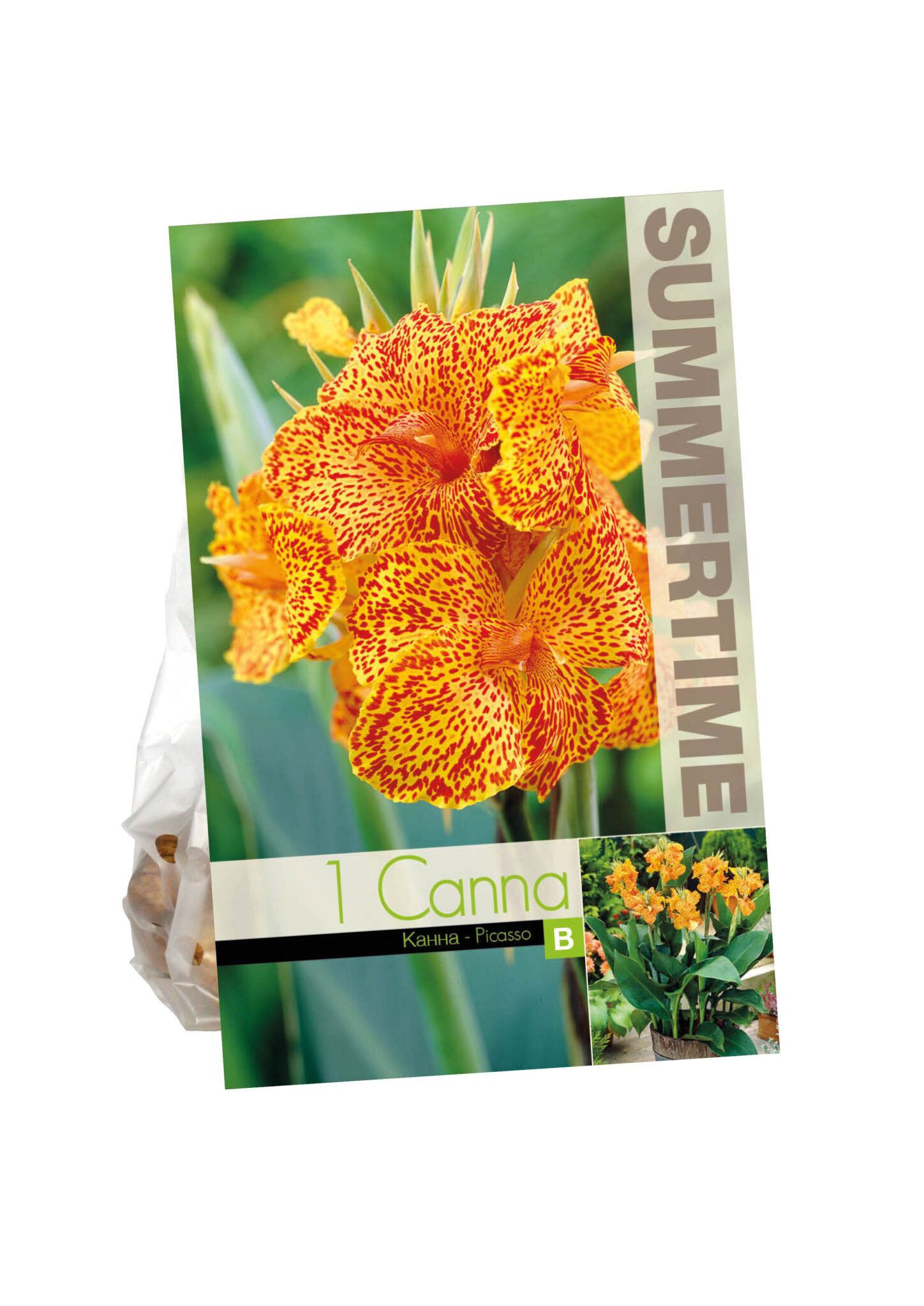 Canna Picasso