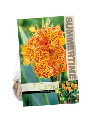 Canna Picasso